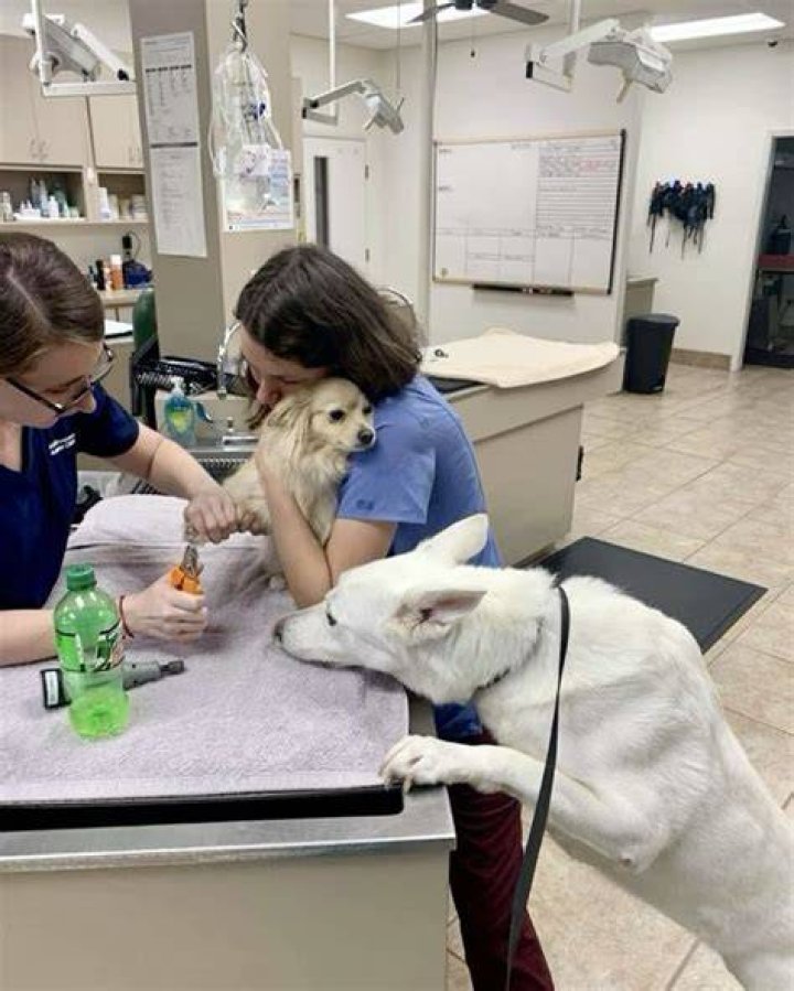 Pin on mostliked veterinary videos